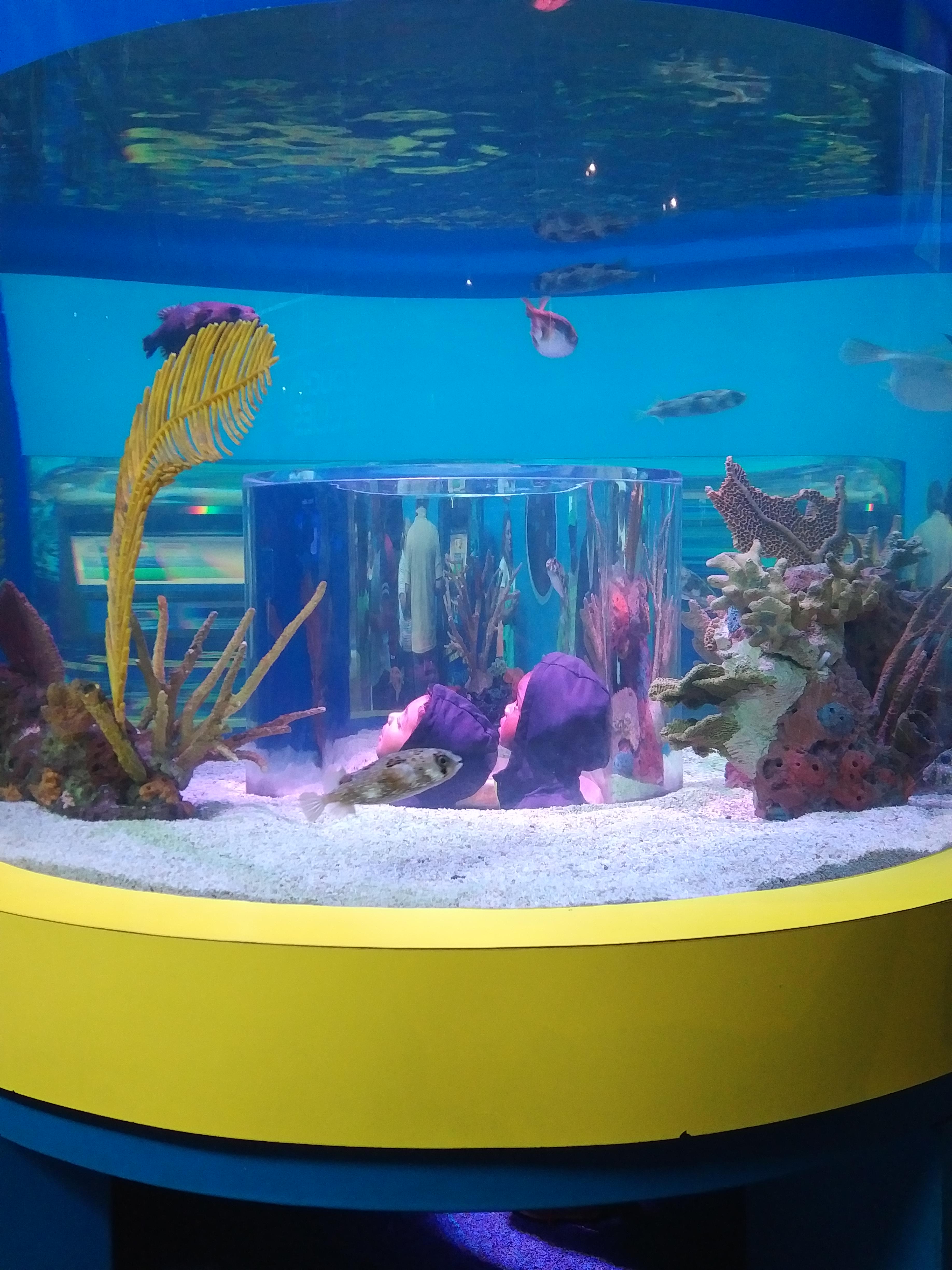 2018 TN Gatlinburg Ripleys Aquarium kids in the tank.jpg