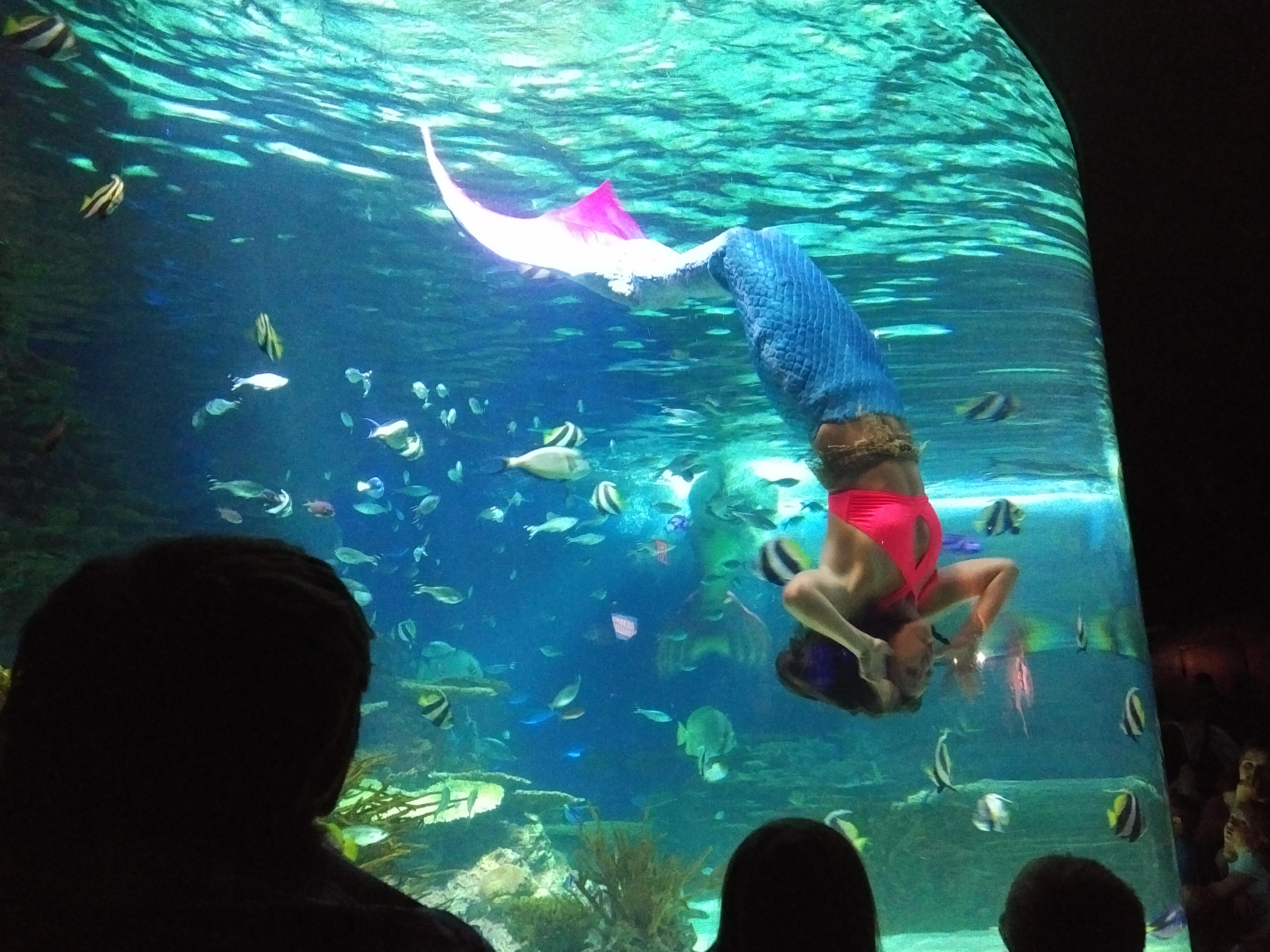 2018 TN Gatlinburg Ripleys Aquarium mermaid show mid spin.jpg