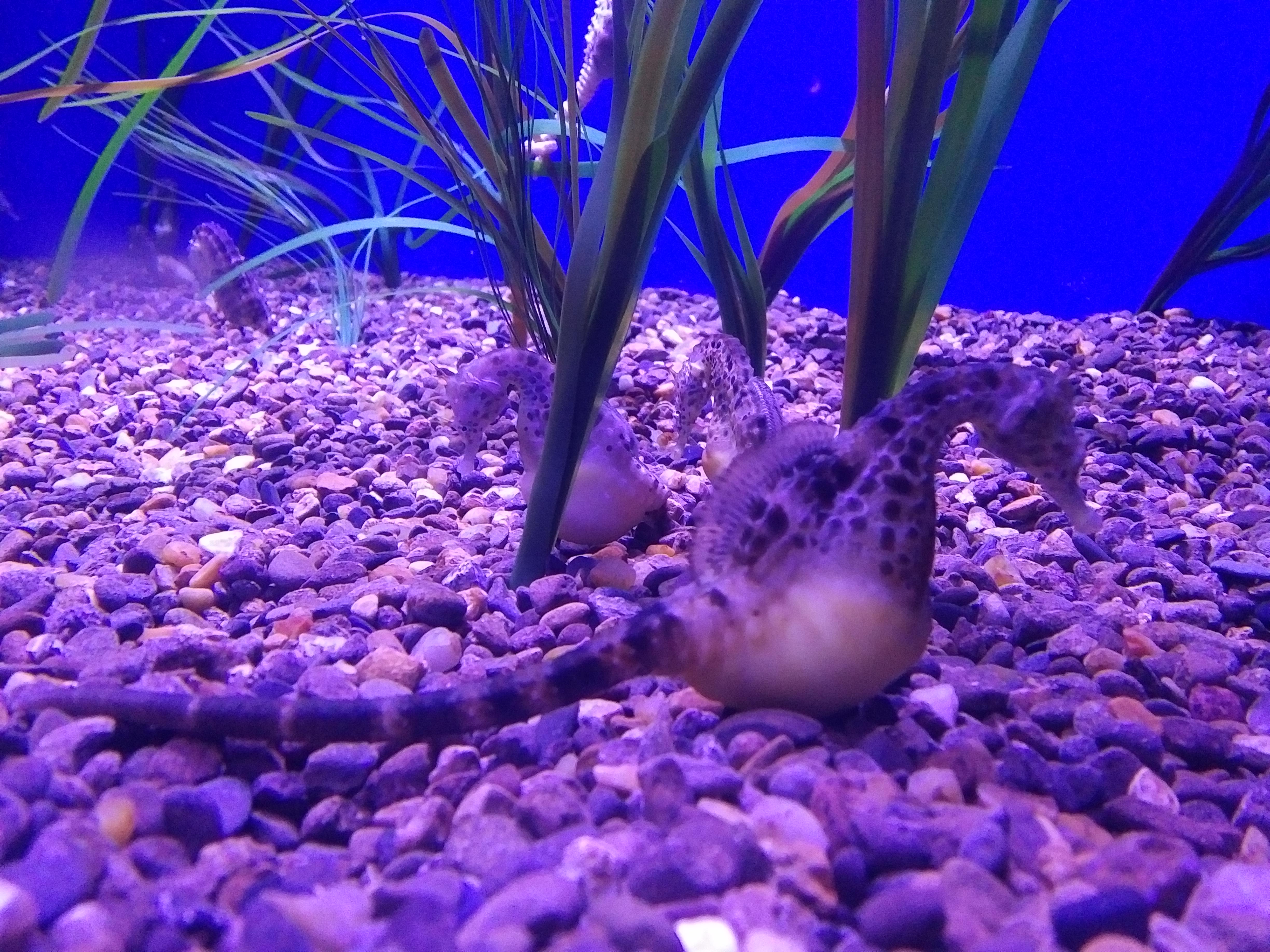2018 TN Gatlinburg Ripleys Aquarium pregnant seahorse on the ground.jpg