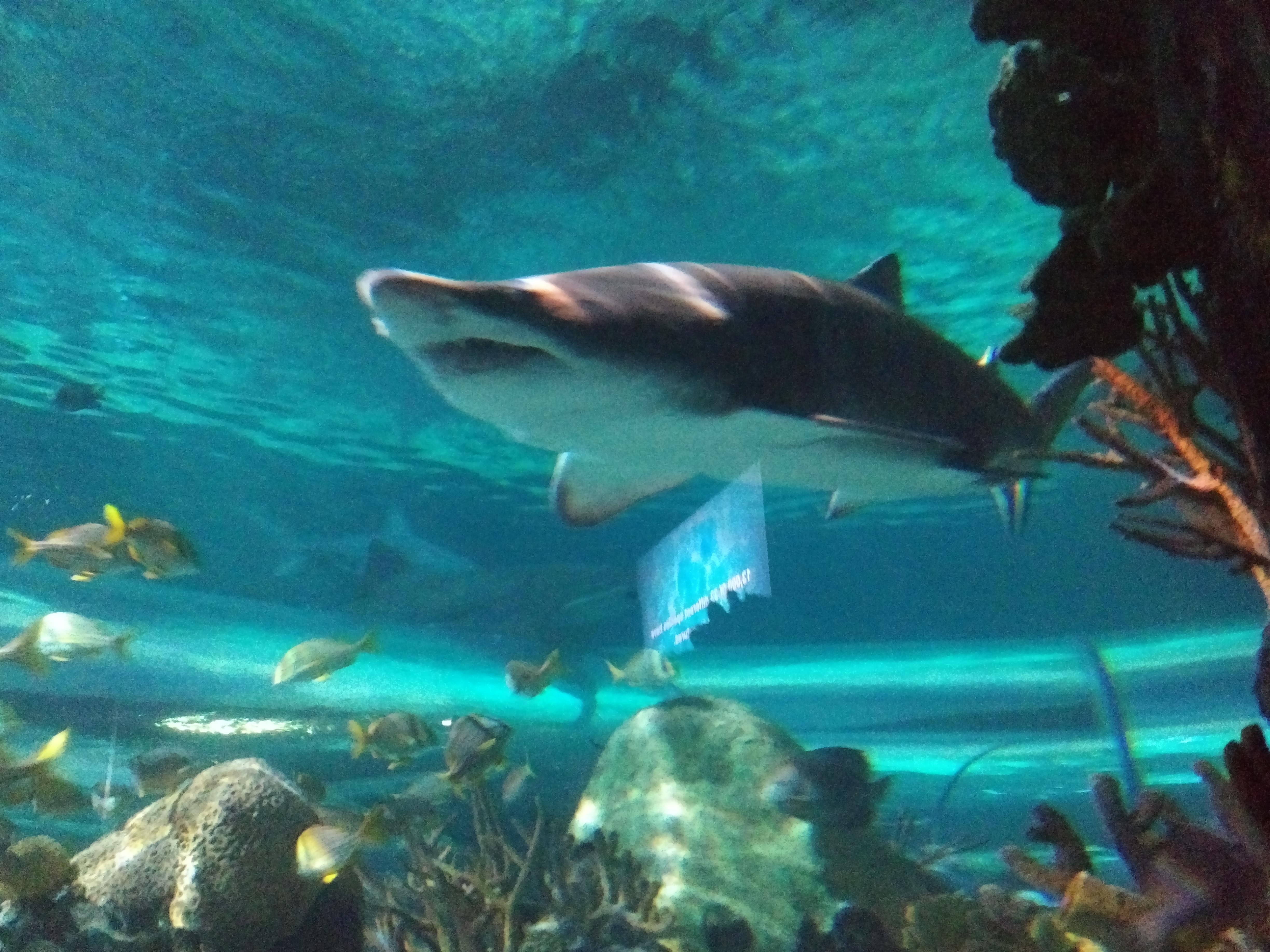 2018 TN Gatlinburg Ripleys Aquarium shark.jpg